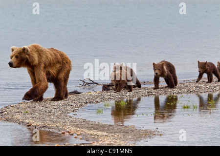 A Brown Bear sow leads her four spring cubs on a narrow spit, Brooks Camp, Katmai National Park, Southwest, Alaska Stock Photo