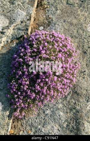 greece cyclades sikinos wild thyme in flower Stock Photo