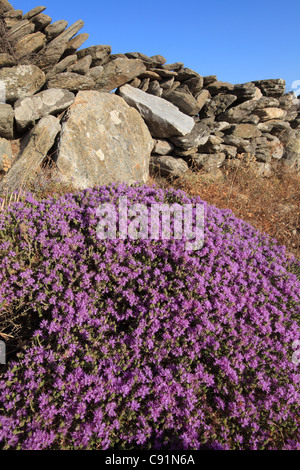 greece cyclades sikinos wild thyme in flower Stock Photo