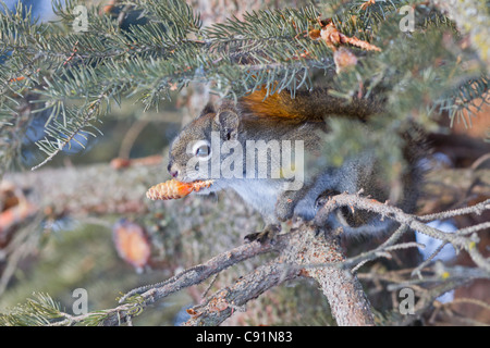 Red Squirrel sitting on a spruce branch and eating spruce cones, Anchorage, Southcentral Alaska, Winter Stock Photo