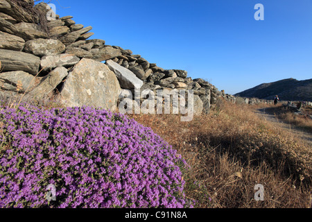 greece cyclades sikinos wild thyme in flower Stock Photo