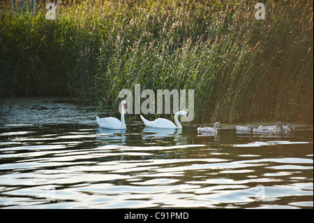 Swans and goslings in still lake Stock Photo