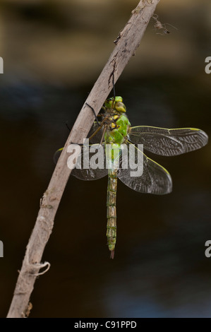 Side view of the female Emperor drying its wings in preparation for its first flight. Stock Photo