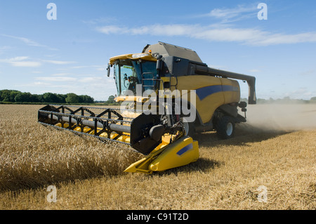 Thresher harvesting wheat Stock Photo