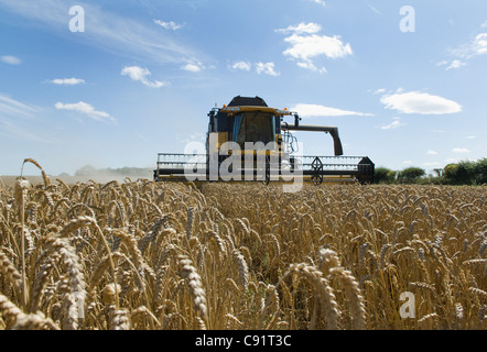 Thresher harvesting wheat Stock Photo