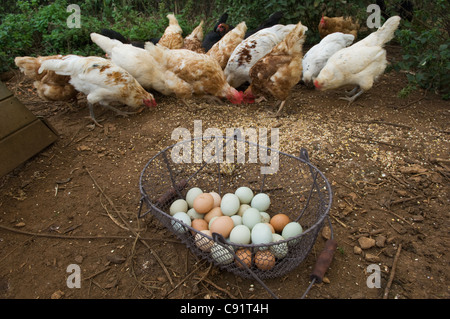 Basket of eggs with feeding chickens Stock Photo