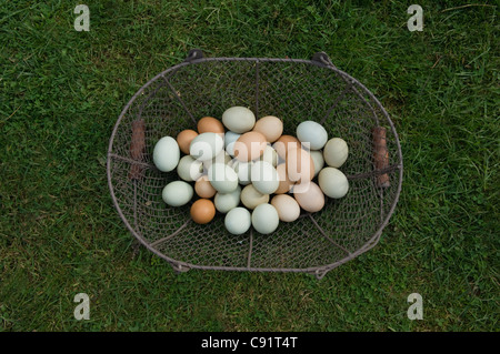 Close up of eggs in basket Stock Photo