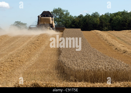 Thresher harvesting wheat Stock Photo