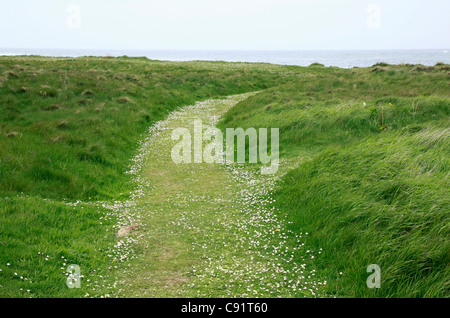 A cliff path with wild flowers around Stromness, the second largest town on Orkney, Scotland. Stock Photo