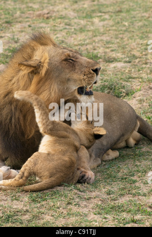 Lions and their cubs can be seen in South Luangwa National Park Zambia Africa. Stock Photo