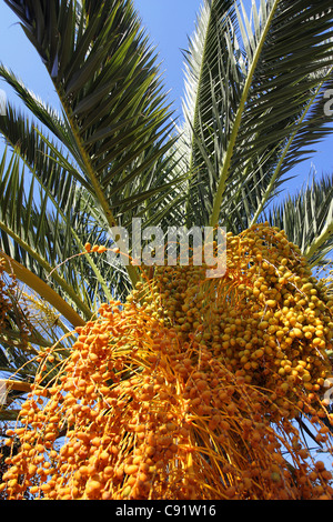 Palm tree with fruit, Skiathos, Greece Stock Photo