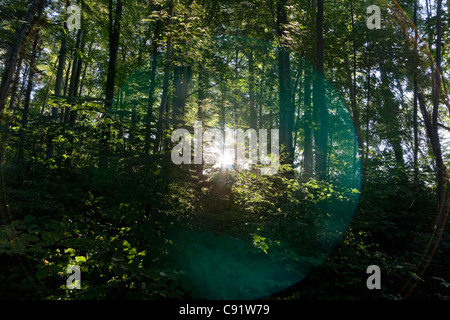 Sun shining through trees in forest Stock Photo