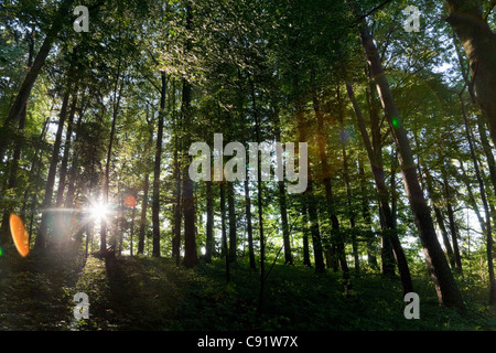 Sun shining through trees in forest Stock Photo