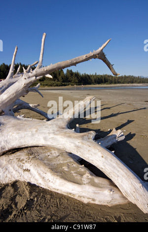 Chesterman's beach is a wide stretch of sand and a surfer destination. Vancouver island, Canada Stock Photo