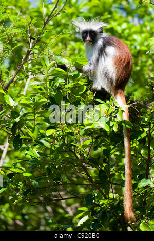 Red Colobus Monkey, Jambiani, Zanzibar Stock Photo