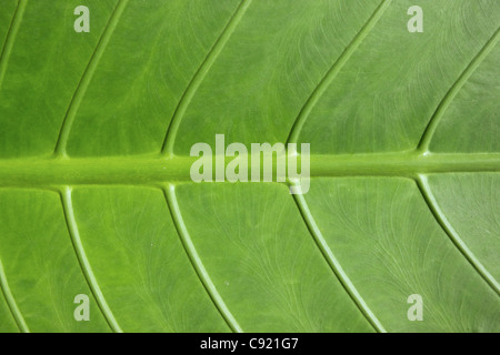 An image of troptical vegetation up close Stock Photo