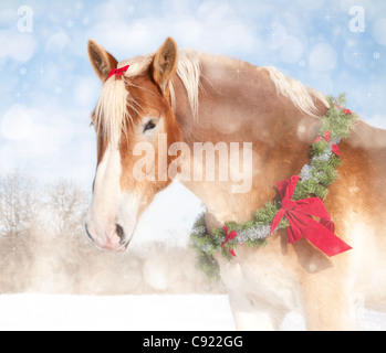 Sweet Christmas themed image of a Belgian draft horse with a wreath and bow Stock Photo