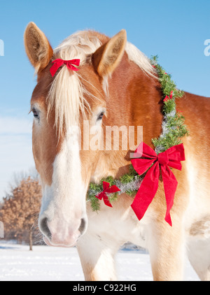 Closeup of a Belgian draft horse with a Christmas wreath and a bow in his mane in snowy winter landscape Stock Photo