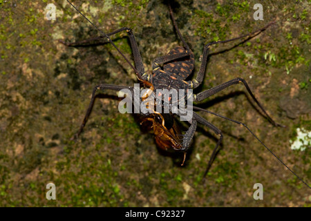 Tail-less whip scorpion - (Phrynus whitei) - Costa Rica - Amblypygid - tropical dry forest - Santa Rosa national park Stock Photo