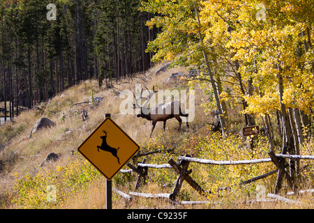 Amusing image of elk emerging from woods and crossing in front of deer crossing sign in Rocky Mountain National Park in Colorado Stock Photo