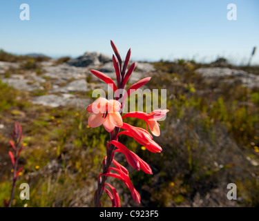 Watsonia Tabularis or the Table Mountain Watsonia is a hardy flowering group of plants common to the niche environment of Table Stock Photo