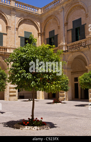 Orange trees in Neptune's Courtyard in the grounds of the Grandmasters Palace built in 1571 now the Presidential Office and Stock Photo