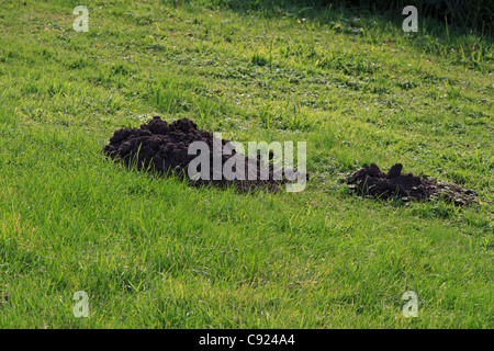 Molehills in a pasture. Mounds of fresh soil are caused by burrowing moles as they creat new tunnels below the ground. Stock Photo