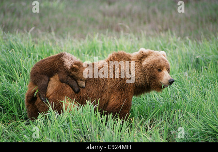 Grizzly cubs ride on top of their mother as she walks through grass near McNeil River. Summer in Southwest Alaska.