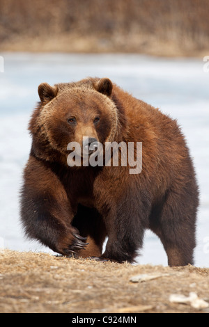 CAPTIVE: Close up of a large mature female Grizzly walking, Southcentral Alaska, Spring Stock Photo