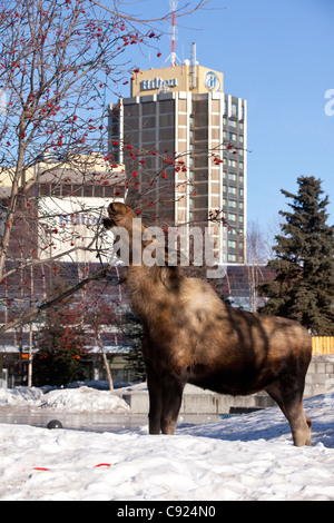 A cow moose feeds on Mountain Ash berries next to the Performing Arts Center buildling in downtown Anchorage, Alaska Stock Photo