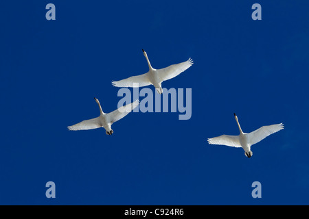 Three Trumpeter swans in flight overhead during Spring migration, Marsh Lake, Yukon Territory, Canada Stock Photo
