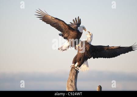 Two Bald Eagles fight over a driftwood perch, Kachemak Bay, Homer, Southcentral, Alaska Stock Photo