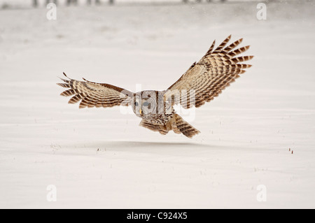 Snowy Owl with mouse Stock Photo, Royalty Free Image: 83463747 - Alamy