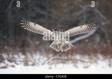 Barred Owl swoops down to land in snow, Ontario, Canada, Winter Stock Photo