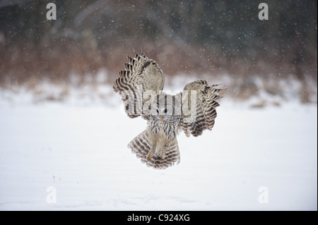 Barred Owl swoops down to land in snow, Ontario, Canada, Winter Stock Photo