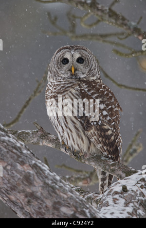 Barred Owl perched on a branch, Ontario Canada, Winter Stock Photo