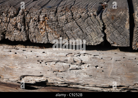 Old wood texture with the woodworm holes Stock Photo