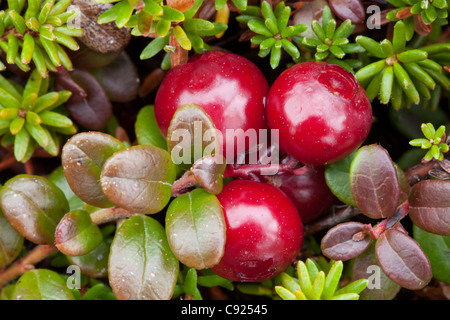 Macro view of Lowbush Cranberry growing in alpine area on Pillar Mountain, Kodiak Island, Southwest Alaska Stock Photo
