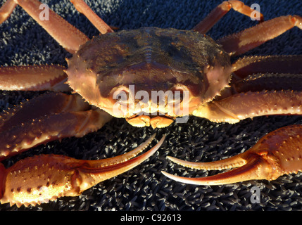 tanner crab Chionoecetes opilio off load at Trident Seafood dock Akutan ...