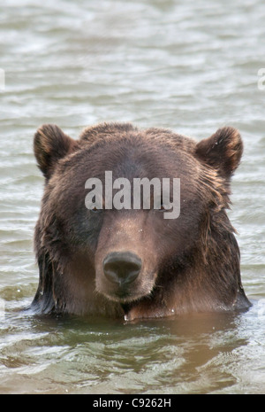 Close up of a Brown Bear in a pond at the Alaska Wildlife Conservation Center, Southcentral Alaska, Summer. Captive Stock Photo