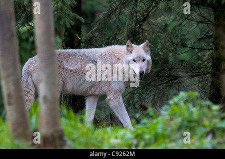 CAPTIVE: Adult Grey Wolf walks amongst foliage at Seattle's Woodland Park Zoo, Washington, Summer Stock Photo