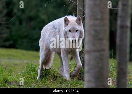 CAPTIVE: Adult Grey Wolf walks amongst foliage at Seattle's Woodland Park Zoo, Washington, Summer Stock Photo