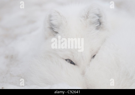 CAPTIVE:Close up of an Arctic Fox in white phase resting with its nose tucked up under its tail, Yukon Wildlife Preserve, Canada Stock Photo