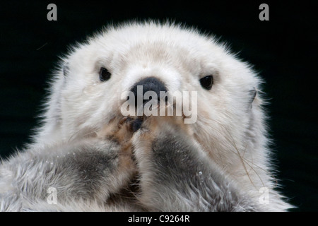 CAPTIVE Close up of a sea otter floating on its back, Point Defiance Zoo, Tacoma, Washington USA Stock Photo