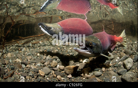 Underwater view of mature Sockeye salmon paired up for spawning in Power Creek, Copper River Delta, Prince William Sound, Alaska Stock Photo