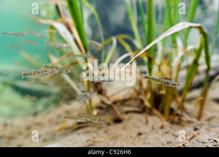 Underwater view of recently emerged Sockeye salmon fry in Saddlebag Creek, Chugach National Forest, Copper River Delta, Alaska Stock Photo