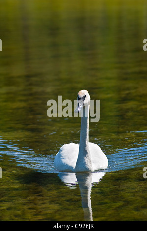 Close up of a trumpeter swan swimming in Byers Lake, Denali State Park, Southcentral Alaska, Summer Stock Photo