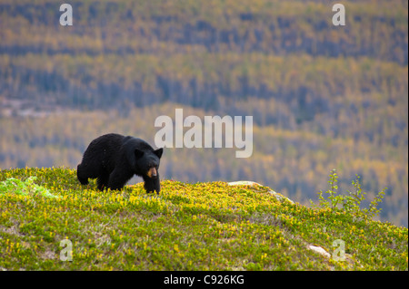 A black bear foraging for berries near the Harding Icefield Trail at Exit Glacier, Kenai Fjords National Park, Seward, Alaska Stock Photo