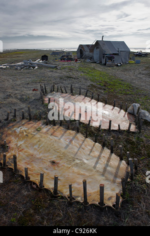 Bearded seal hides staked out to dry near family summer hunting camp, Shishmaref Island, Arctic Alaska, Summer Stock Photo