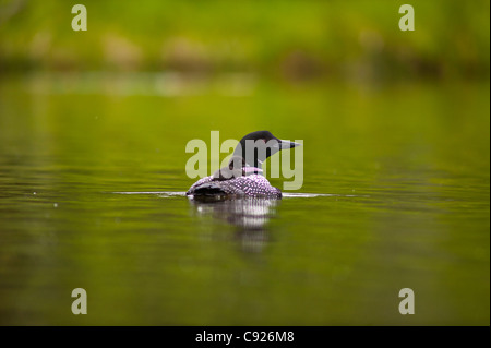 Common loon swimming with its chick on its back, Beach Lake, Chugach State Park, Southcentral Alaska, Summer Stock Photo
